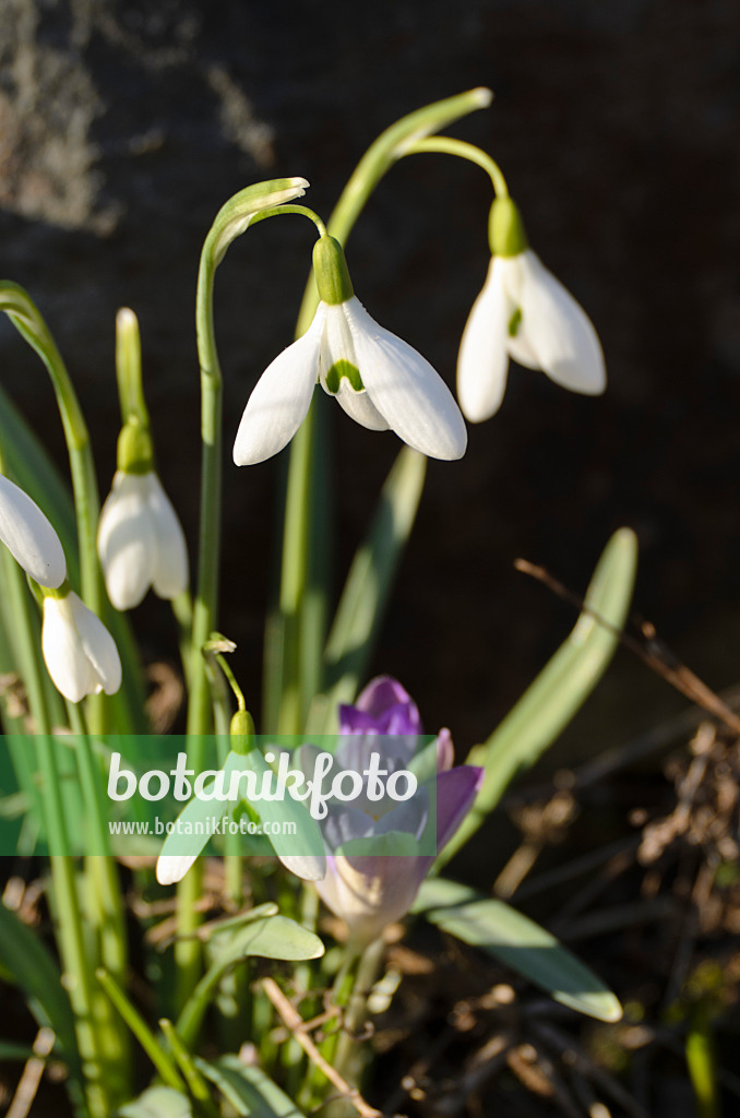 506001 - Kleines Schneeglöckchen (Galanthus nivalis) und Elfenkrokus (Crocus tommasinianus)