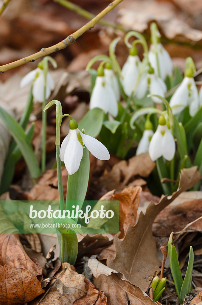 506022 - Kleines Schneeglöckchen (Galanthus nivalis)