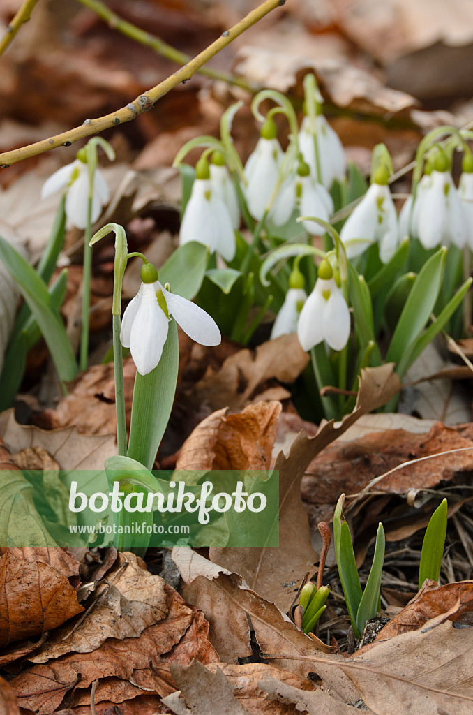 506023 - Kleines Schneeglöckchen (Galanthus nivalis)