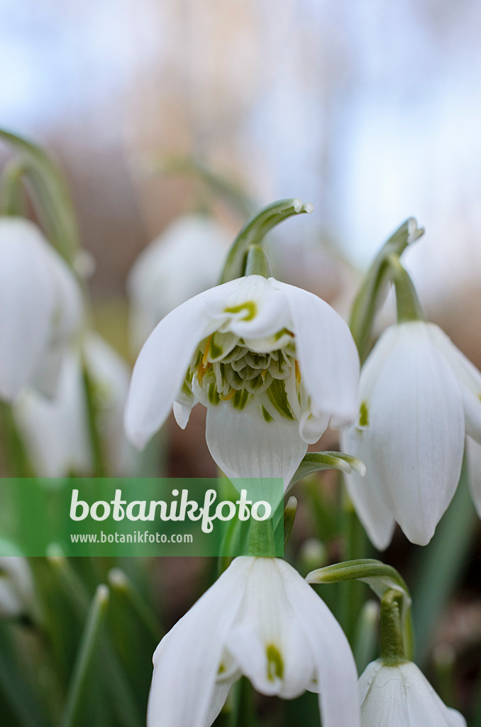 518075 - Kleines Schneeglöckchen (Galanthus nivalis)