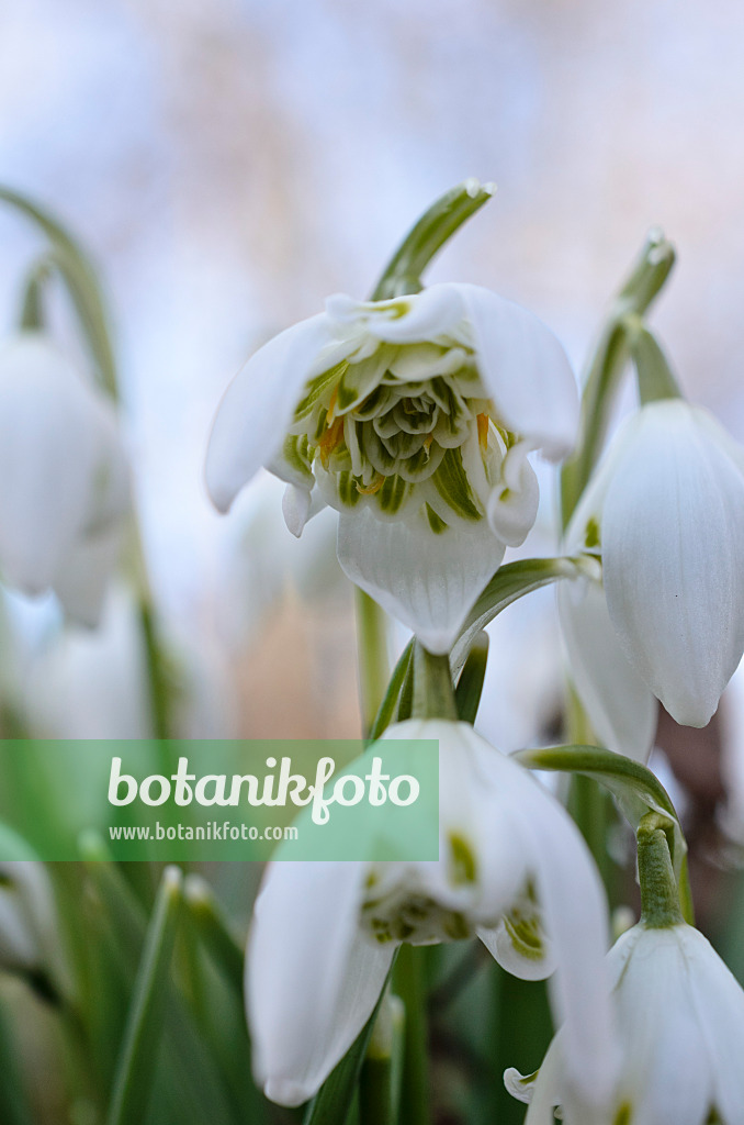 518076 - Kleines Schneeglöckchen (Galanthus nivalis)