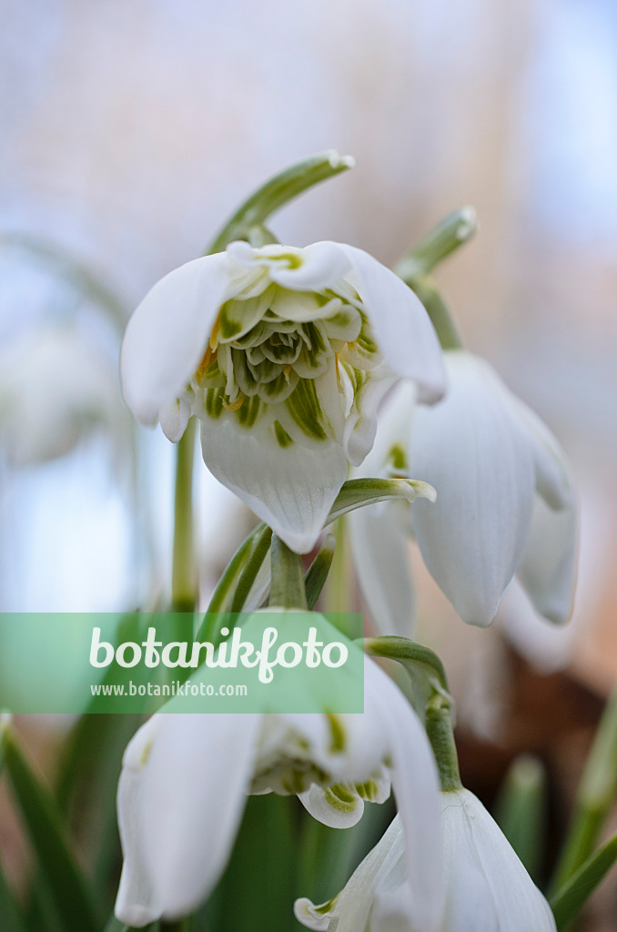 518077 - Kleines Schneeglöckchen (Galanthus nivalis)