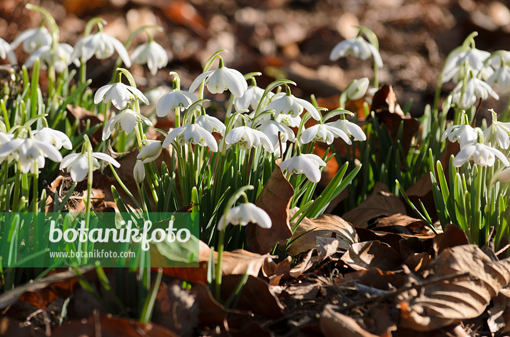 518084 - Kleines Schneeglöckchen (Galanthus nivalis)