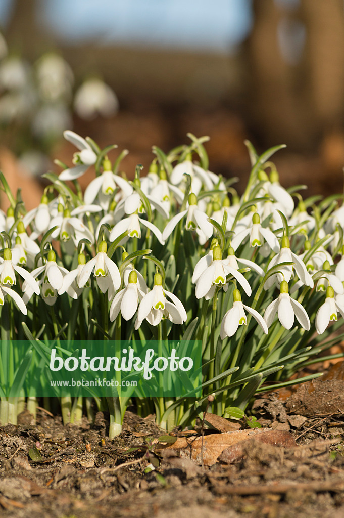 518093 - Kleines Schneeglöckchen (Galanthus nivalis)