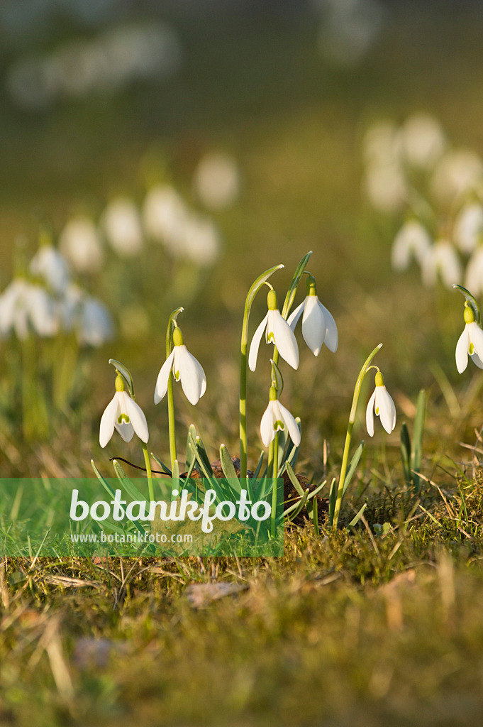 518105 - Kleines Schneeglöckchen (Galanthus nivalis)