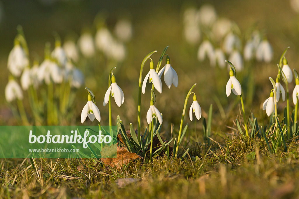 518106 - Kleines Schneeglöckchen (Galanthus nivalis)