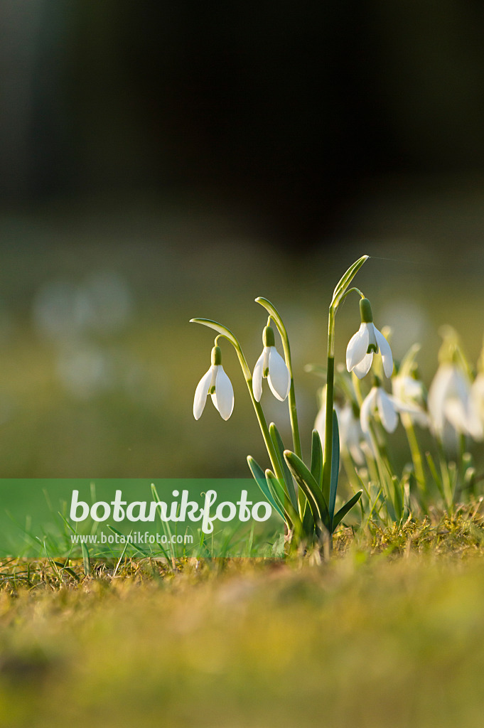 518107 - Kleines Schneeglöckchen (Galanthus nivalis)