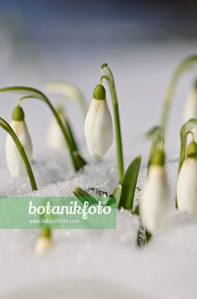 518112 - Kleines Schneeglöckchen (Galanthus nivalis)