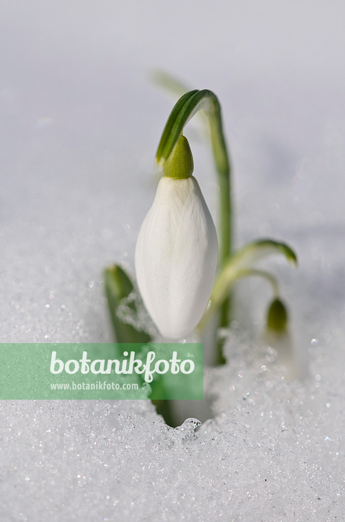 518114 - Kleines Schneeglöckchen (Galanthus nivalis)