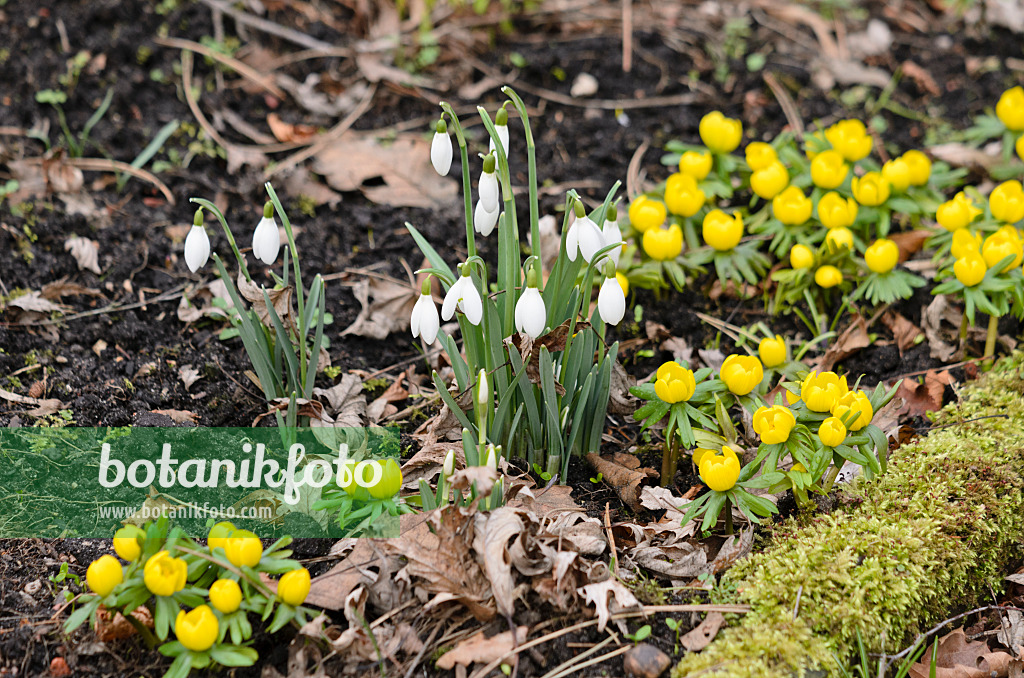 529043 - Kleines Schneeglöckchen (Galanthus nivalis) und Winterling (Eranthis hyemalis)