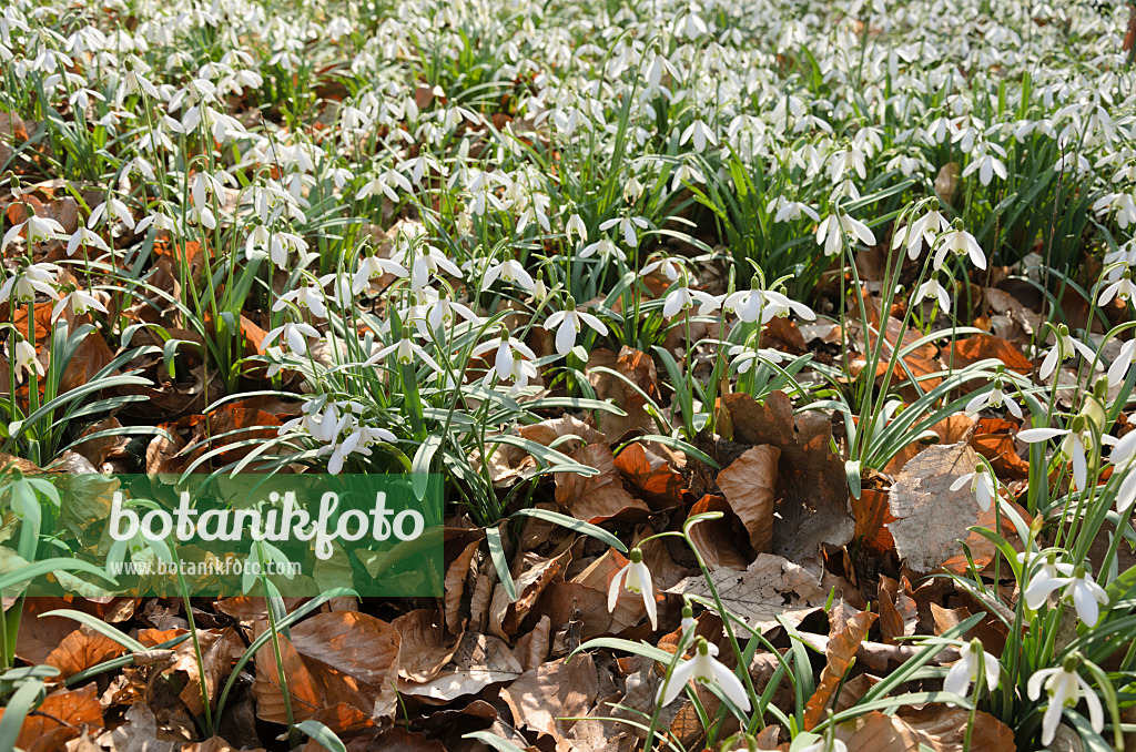 542015 - Kleines Schneeglöckchen (Galanthus nivalis)