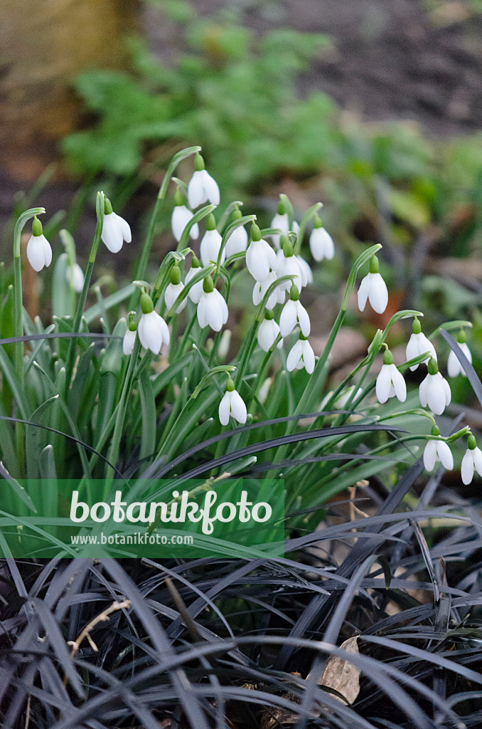 553026 - Kleines Schneeglöckchen (Galanthus nivalis) und Schwarzer Schlangenbart (Ophiopogon planiscapus 'Nigrescens')