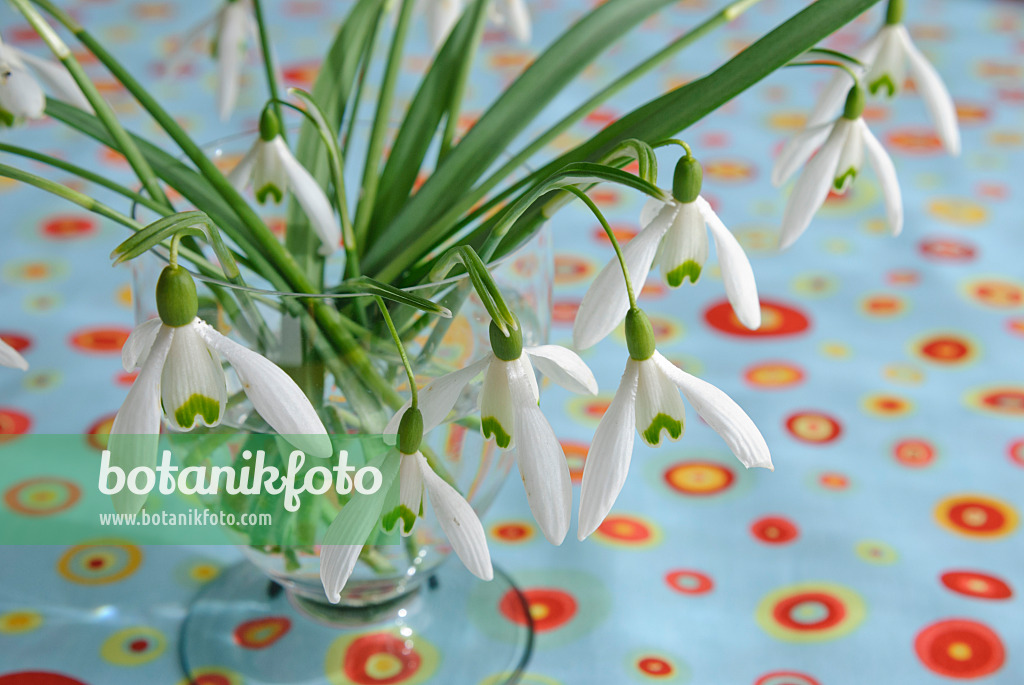 479050 - Kleines Schneeglöckchen (Galanthus nivalis) in einer Vase