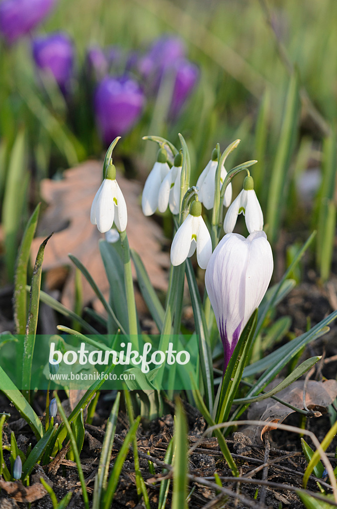 554050 - Kleines Schneeglöckchen (Galanthus nivalis) und Krokus (Crocus)