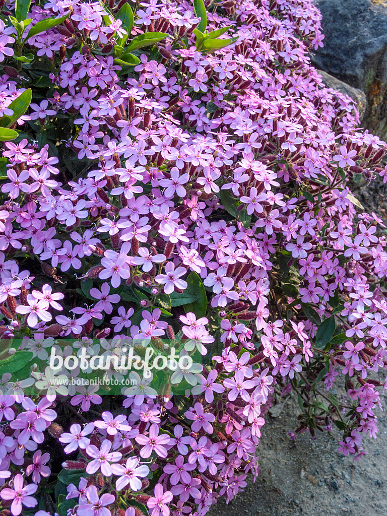 413054 - Kleines Seifenkraut (Saponaria ocymoides)