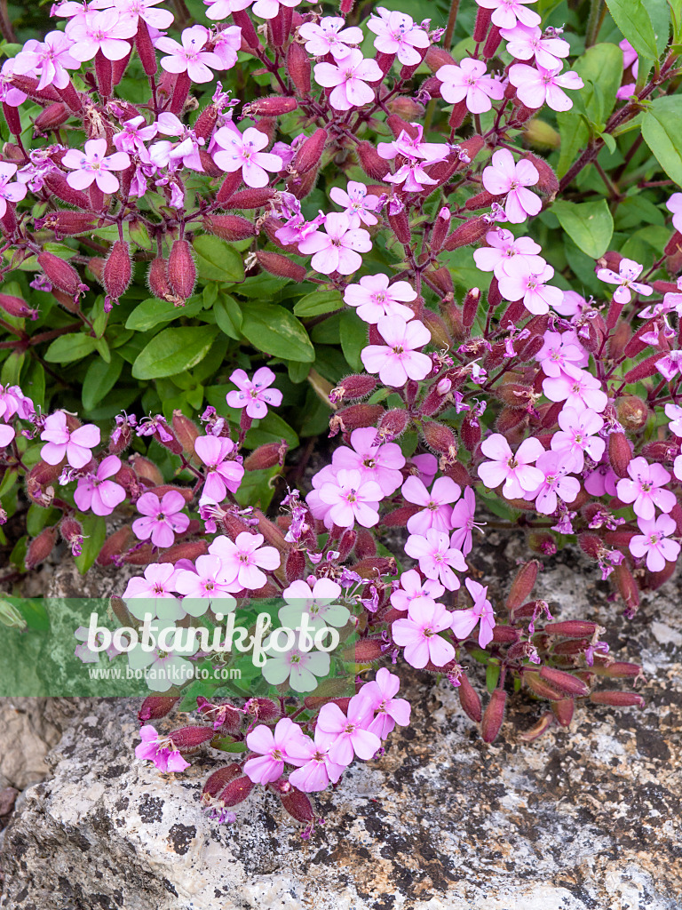 426068 - Kleines Seifenkraut (Saponaria ocymoides)