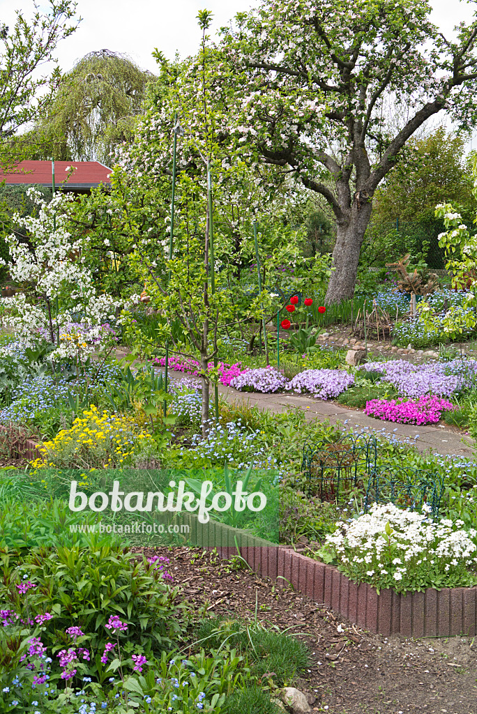 531217 - Kleingarten im Frühling mit blühenden Stauden und blühendem Apfelbaum vor rotem Laubendach