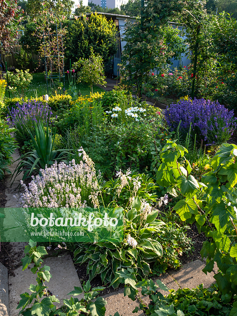 427040 - Kleingarten in der Sonne mit blühenden Staudenbeeten und blauer Gartenlaube