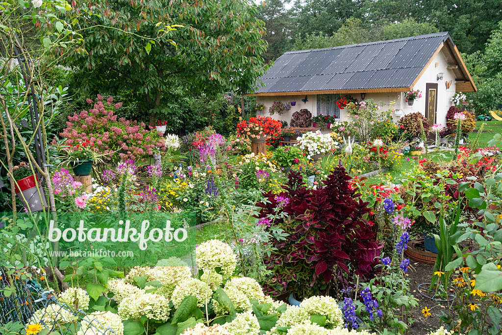 625089 - Kleingarten mit blühenden Staudenbeeten und Gartenhaus