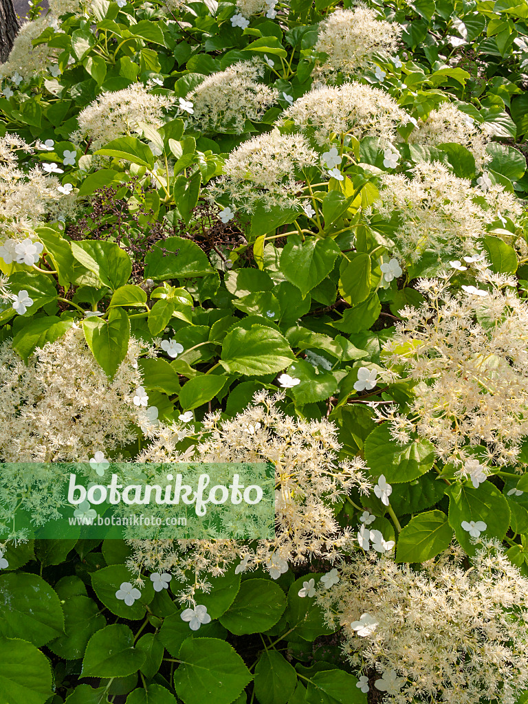 414028 - Kletterhortensie (Hydrangea anomala)