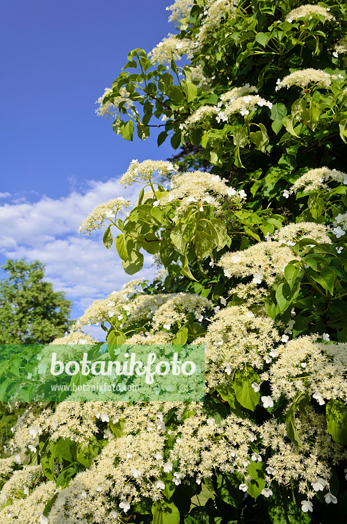 521044 - Kletterhortensie (Hydrangea anomala)