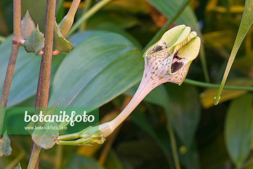 573055 - Kletternde Leuchterblume (Ceropegia sandersonii)