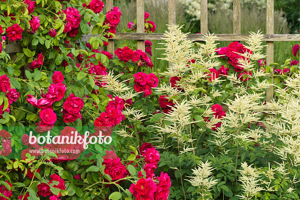 509126 - Kletterrose (Rosa Gruß an Heidelberg) und Geißbart (Aruncus)