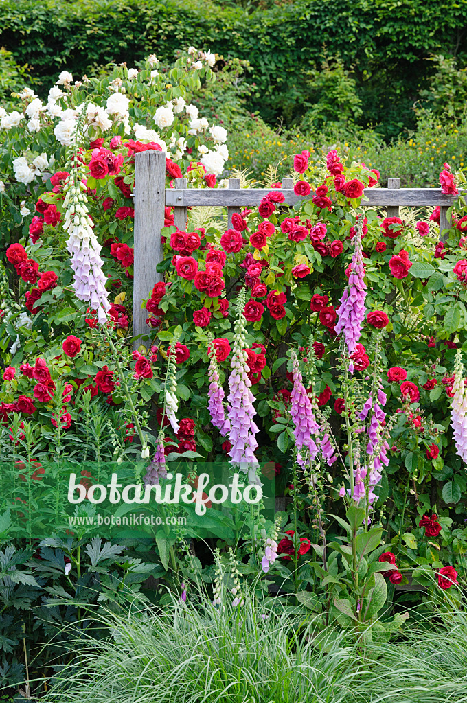 473144 - Kletterrose (Rosa Gruß an Heidelberg) und Roter Fingerhut (Digitalis purpurea)