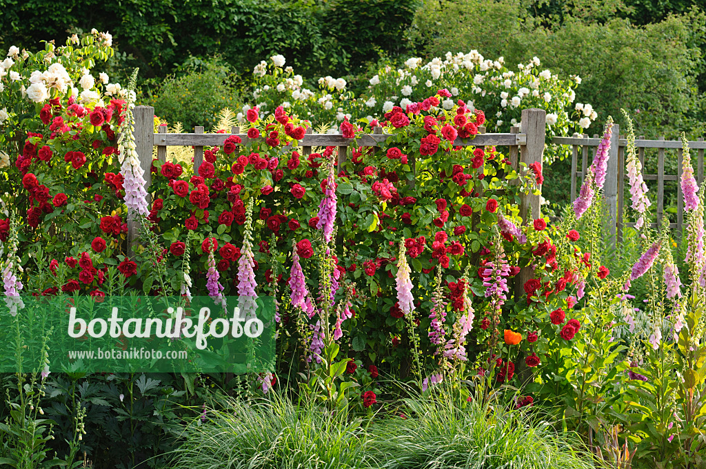 473151 - Kletterrose (Rosa Gruß an Heidelberg) und Roter Fingerhut (Digitalis purpurea)