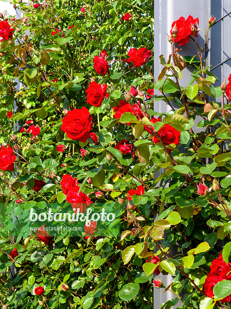 461054 - Kletterrose (Rosa Hotel Royal)