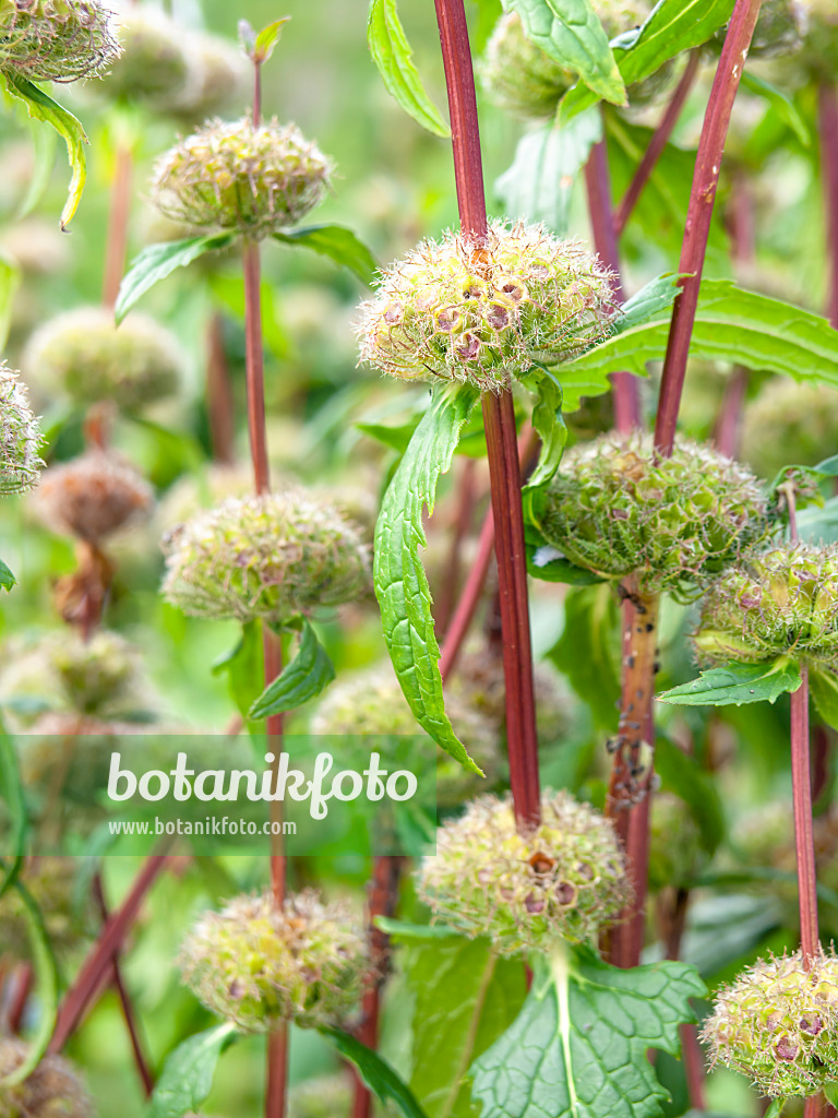 439184 - Knollenbrandkraut (Phlomis tuberosa)