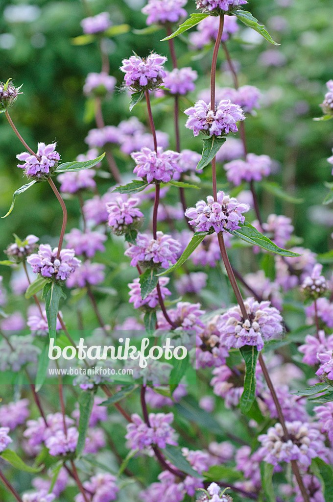 485092 - Knollenbrandkraut (Phlomis tuberosa)