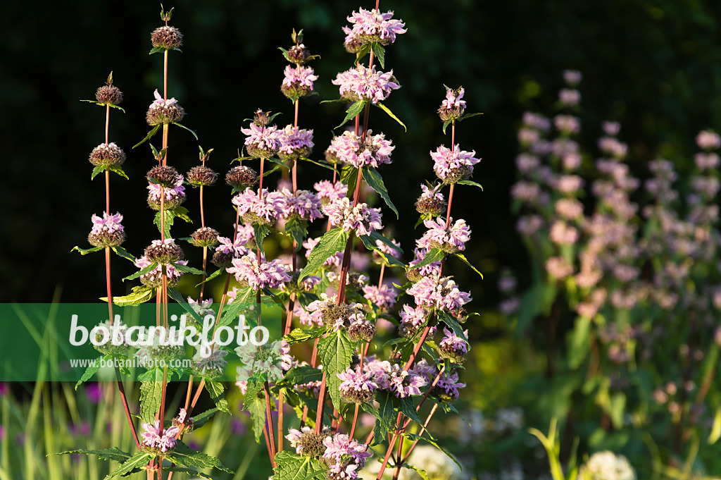 509011 - Knollenbrandkraut (Phlomis tuberosa 'Amazone')