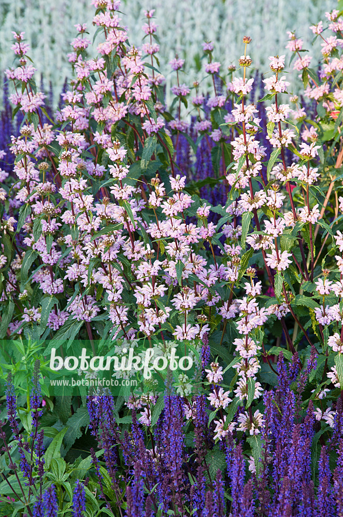 473018 - Knollenbrandkraut (Phlomis tuberosa) und Steppensalbei (Salvia nemorosa)