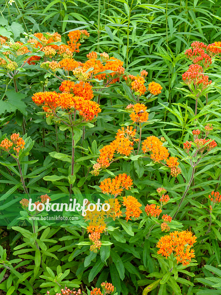 450019 - Knollige Seidenpflanze (Asclepias tuberosa)