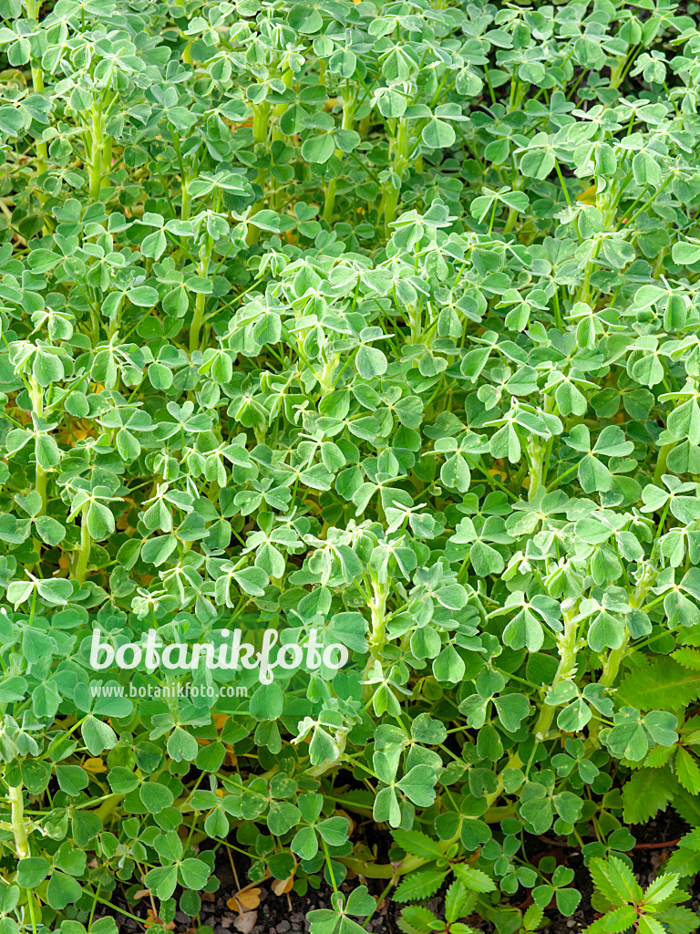 441029 - Knolliger Sauerklee (Oxalis tuberosa)