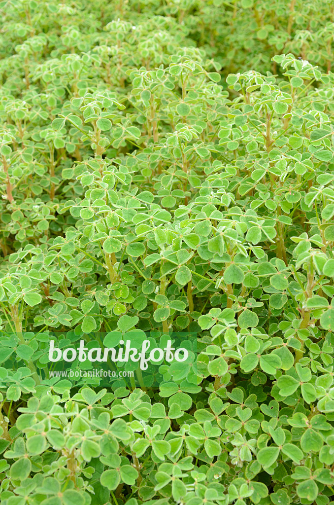 536051 - Knolliger Sauerklee (Oxalis tuberosa)