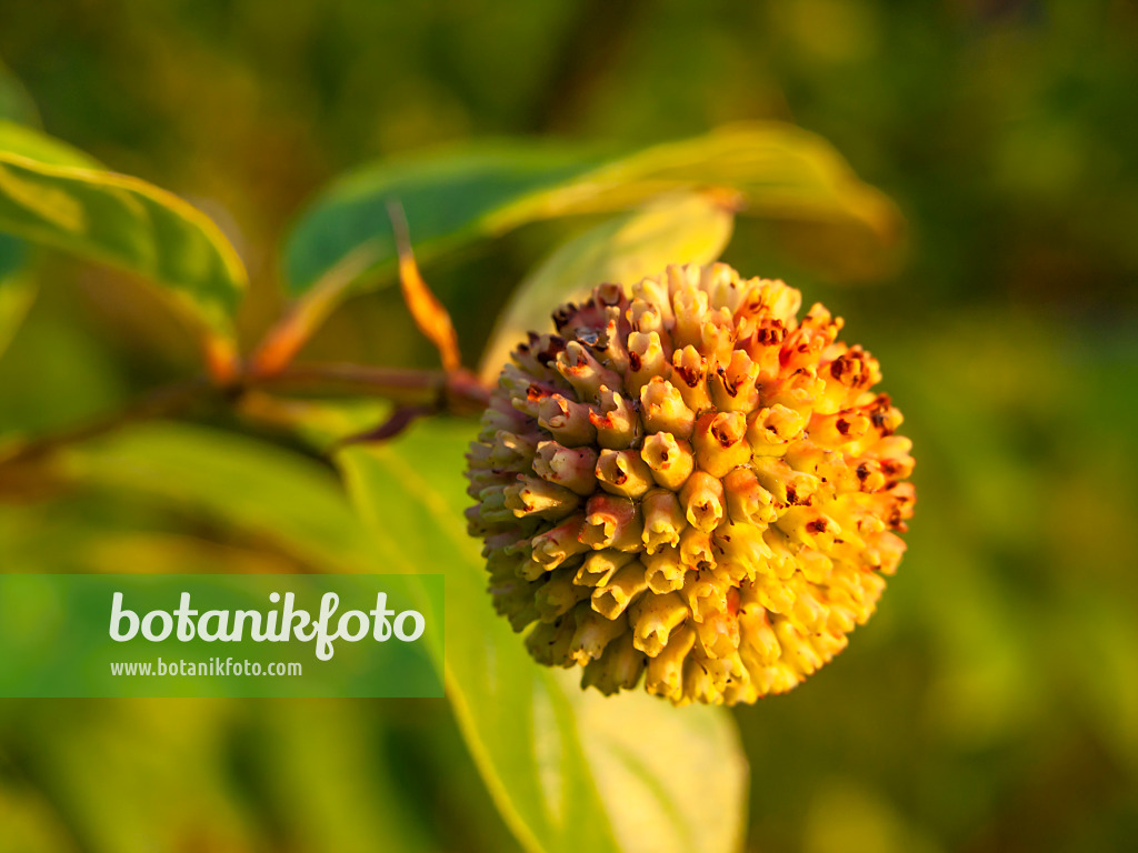 441153 - Knopfbusch (Cephalanthus occidentalis)