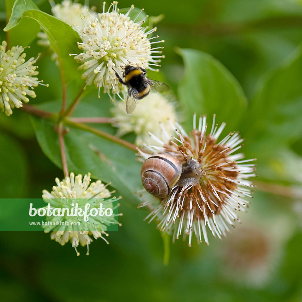 490039 - Knopfbusch (Cephalanthus occidentalis)