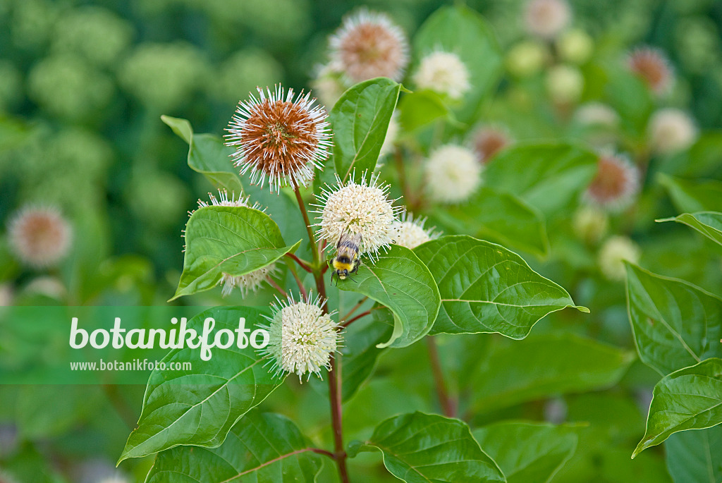 502138 - Knopfbusch (Cephalanthus occidentalis)