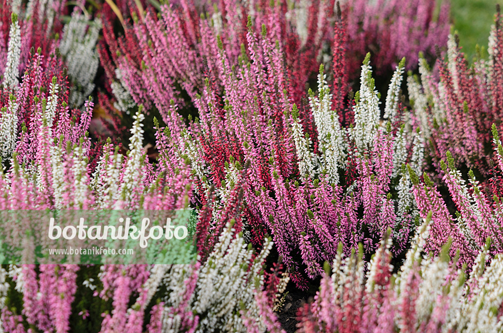 573032 - Knospenheide (Calluna vulgaris 'Beauty Ladies')