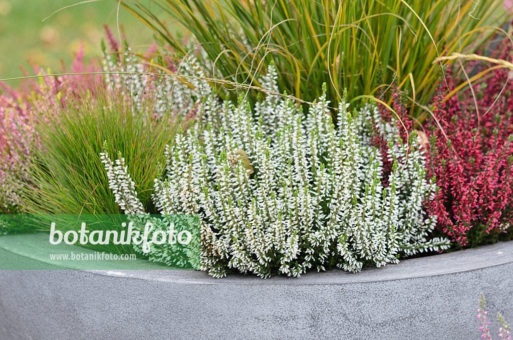 525063 - Knospenheide (Calluna vulgaris 'Garden Girls')