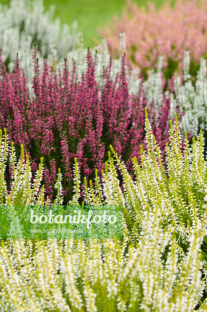 525075 - Knospenheide (Calluna vulgaris 'Garden Girls')