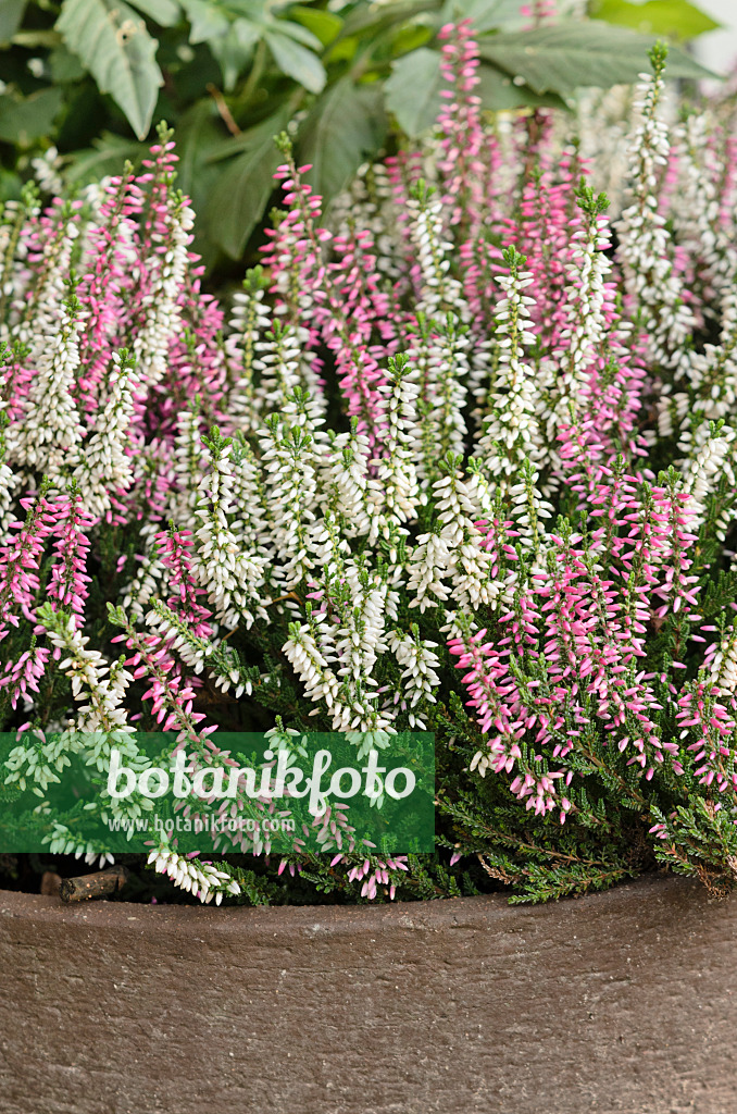 525326 - Knospenheide (Calluna vulgaris 'Garden Girls')