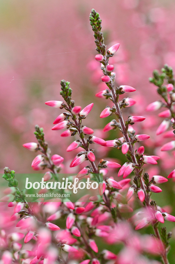 489008 - Knospenheide (Calluna vulgaris 'Garden Girls Athene')