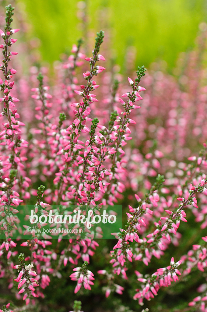 489013 - Knospenheide (Calluna vulgaris 'Garden Girls Athene')