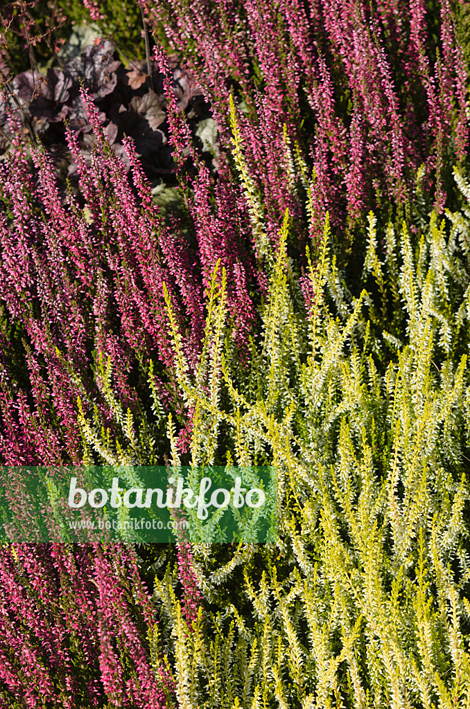 547381 - Knospenheide (Calluna vulgaris 'Garden Girls Sandy') und Besenheide (Calluna vulgaris 'Rote Schlesierperle')