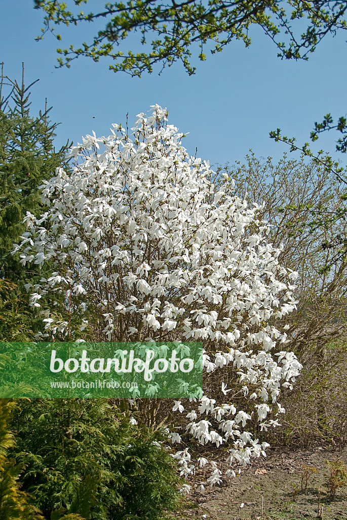 502256 - Kobushi-Magnolie (Magnolia kobus 'Wada's Memory')