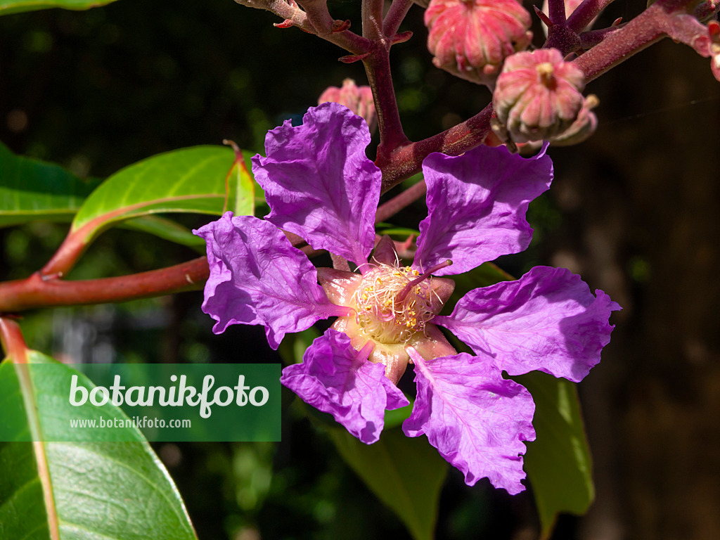 455042 - Königinblume (Lagerstroemia speciosa)