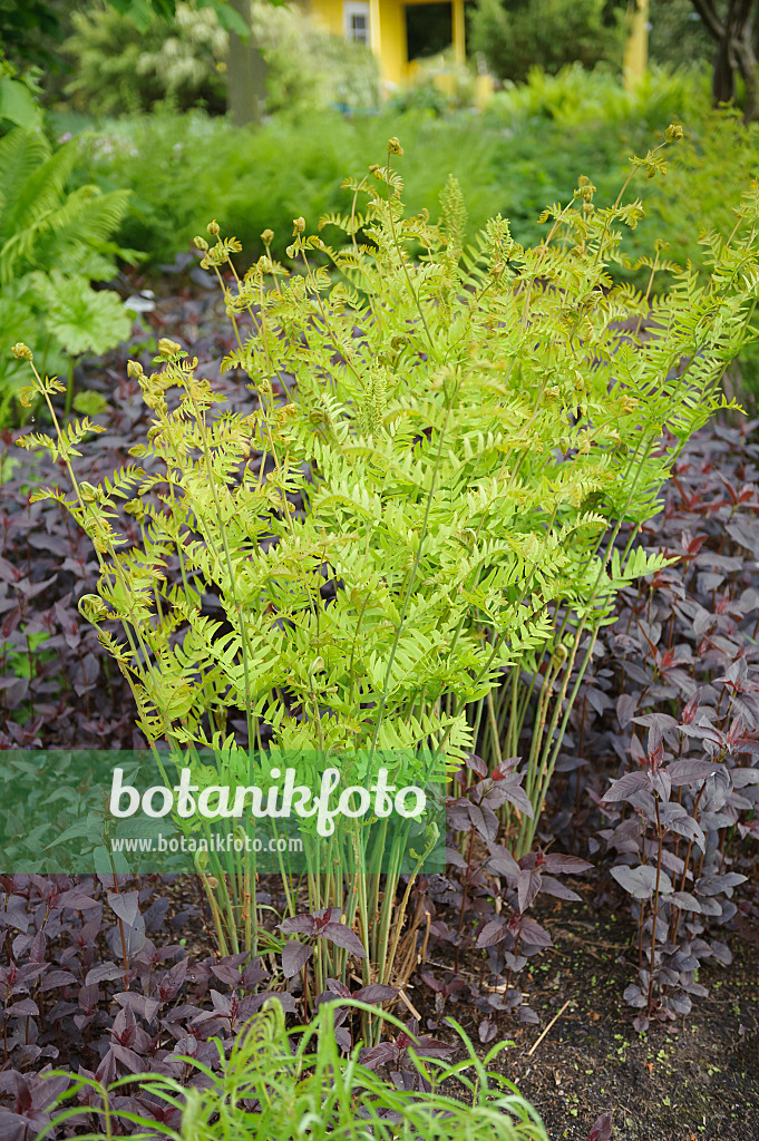 547211 - Königsfarn (Osmunda regalis) in einem Kleingarten